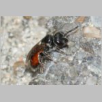 Sphecodes crassus - Blutbiene w005a 4mm - OS-Terasse det.jpg